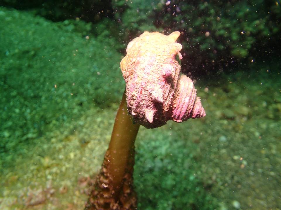 サザエ海藻くらう