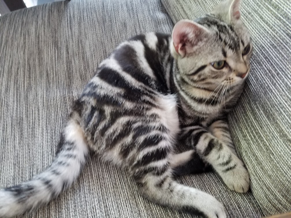 起きたトトやん