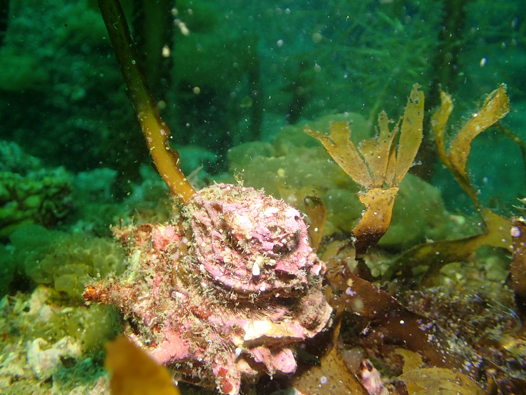 海藻つきサザエ
