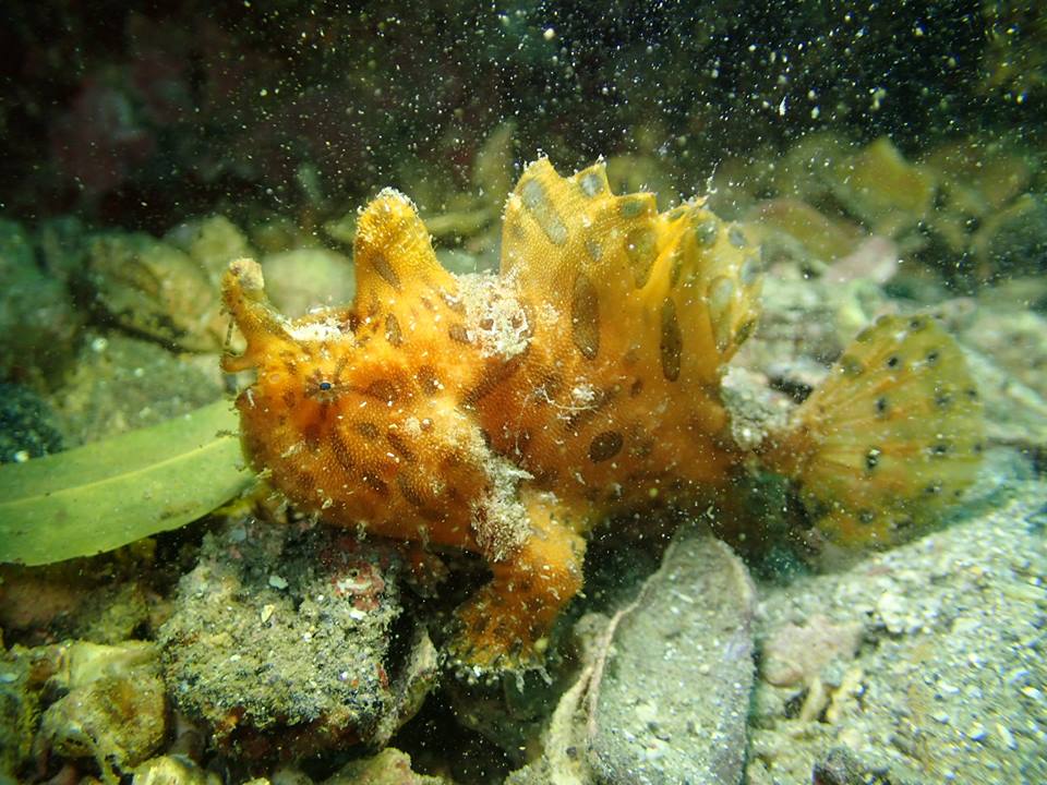 しりくさりカエルアンコウ