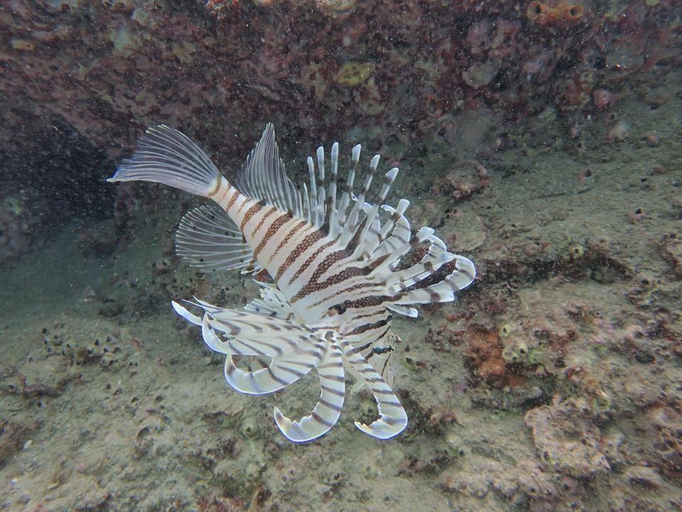 しりくさりミノカサゴ