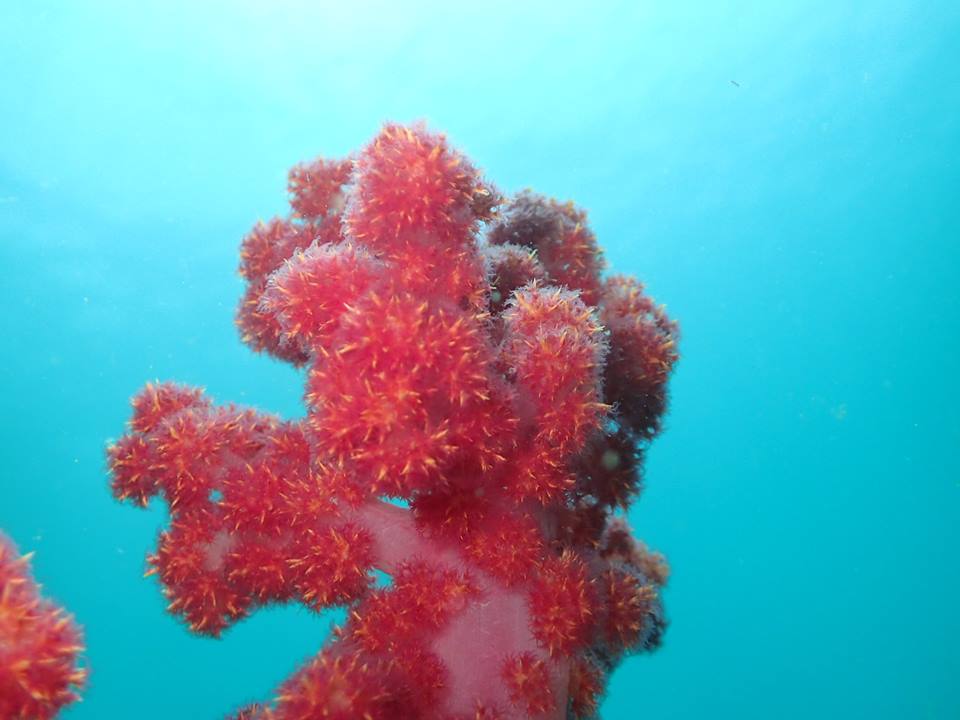 ソフトコーラル