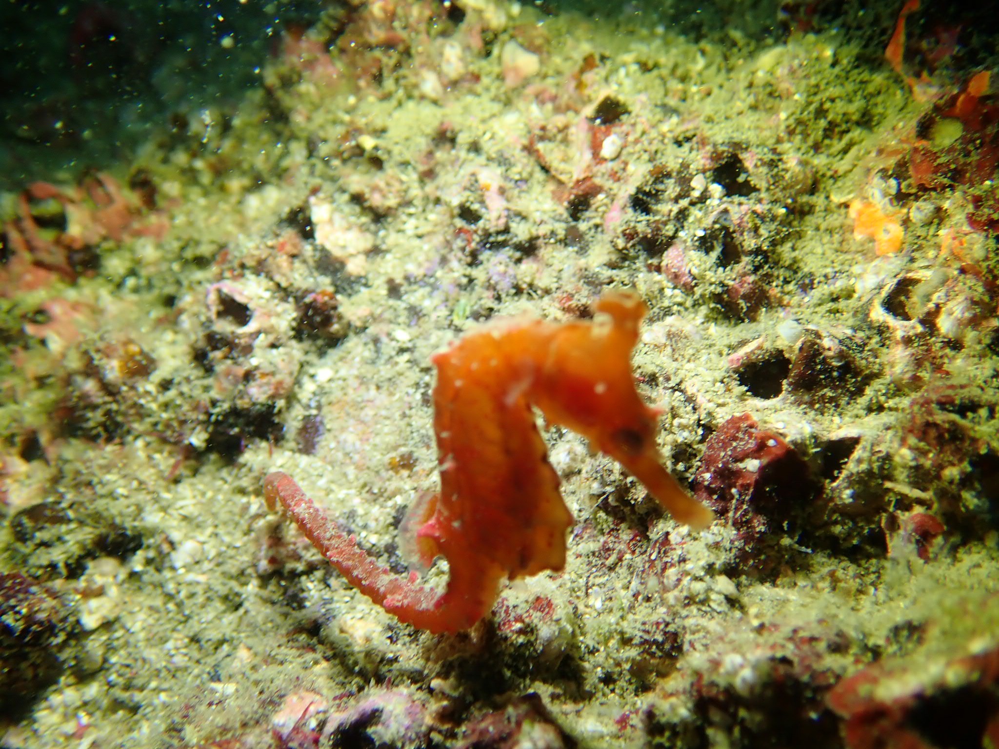 3 タツノオトシゴ