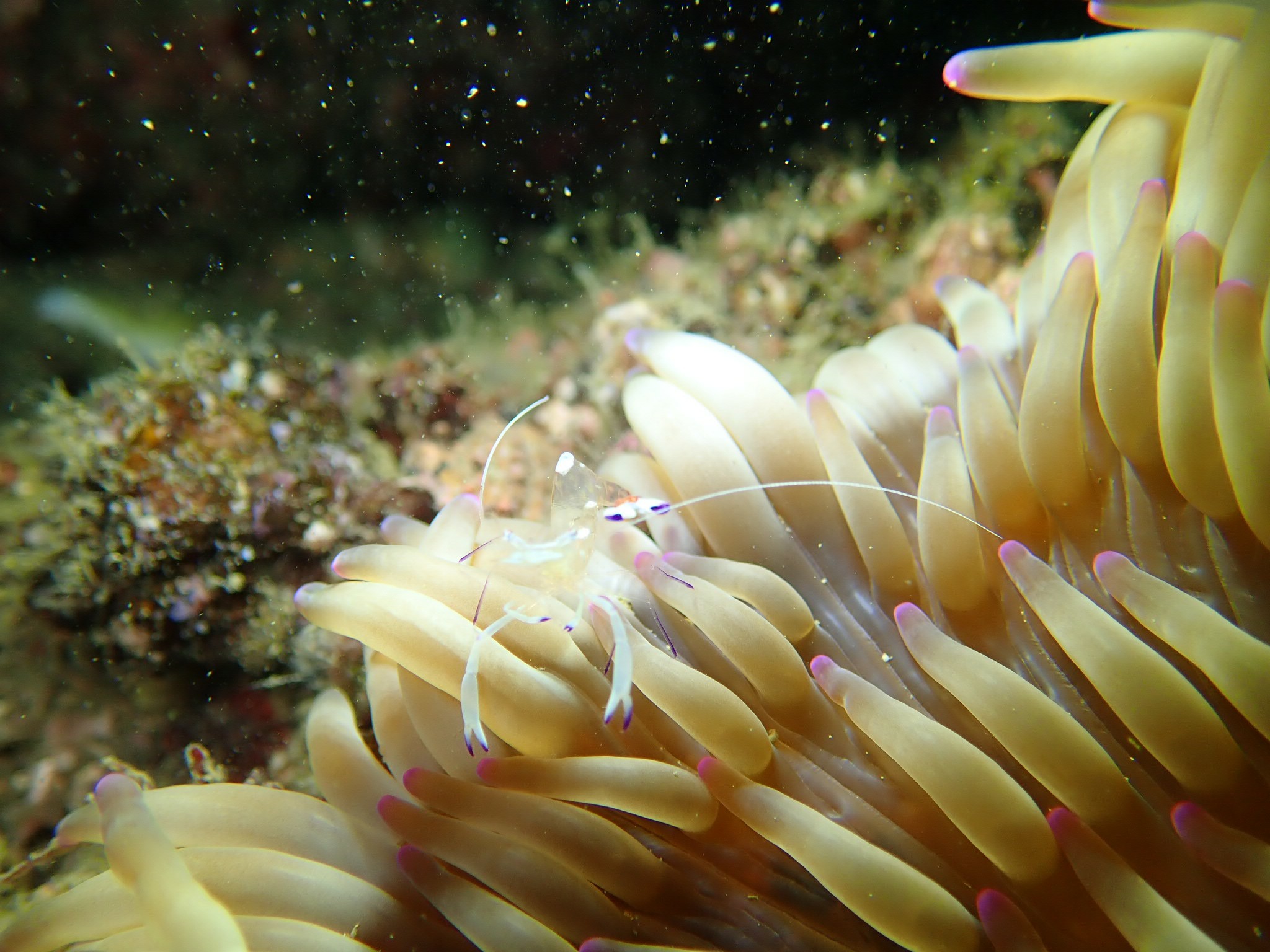 4 オドリカクレエビ