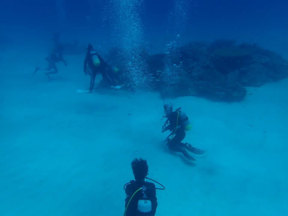 穏やかなパッチリーフ