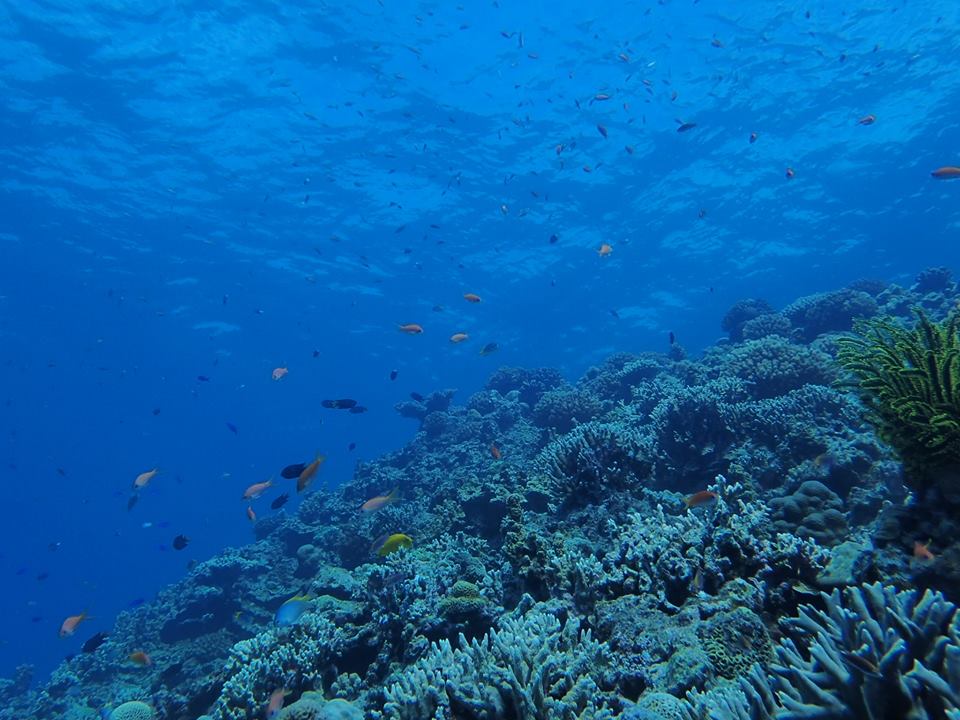 サンゴが生き返ってた