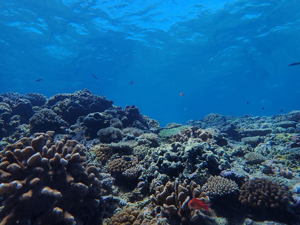 生き生きサンゴ