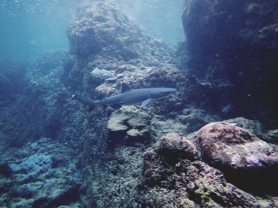 ホワイトチップ追い込み漁?