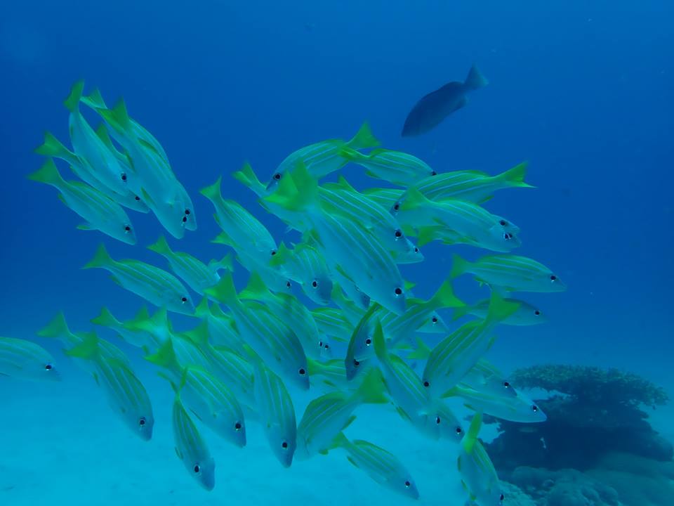 ヨスジフエダイ