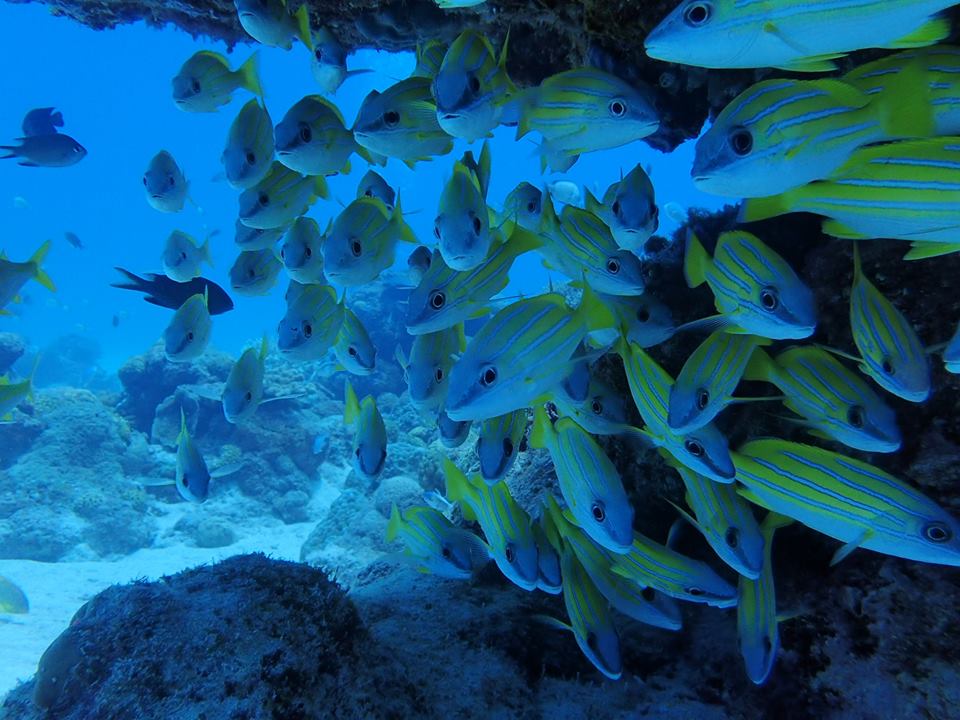 ヨスジフエダイ