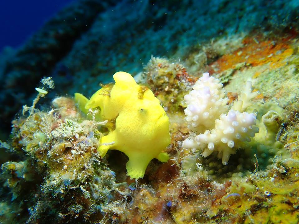 カエルアンコウ