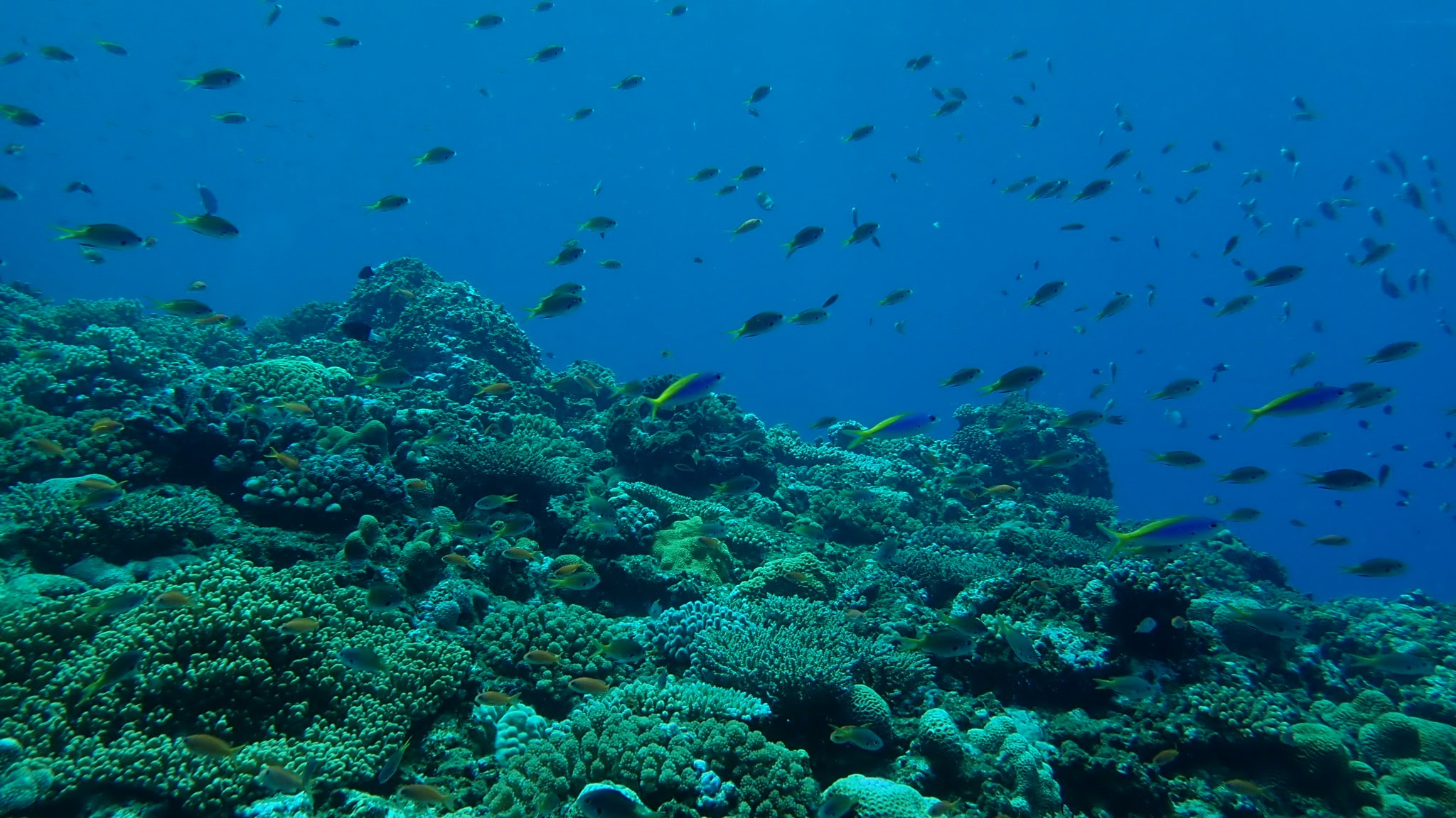 キャニオン安全停止