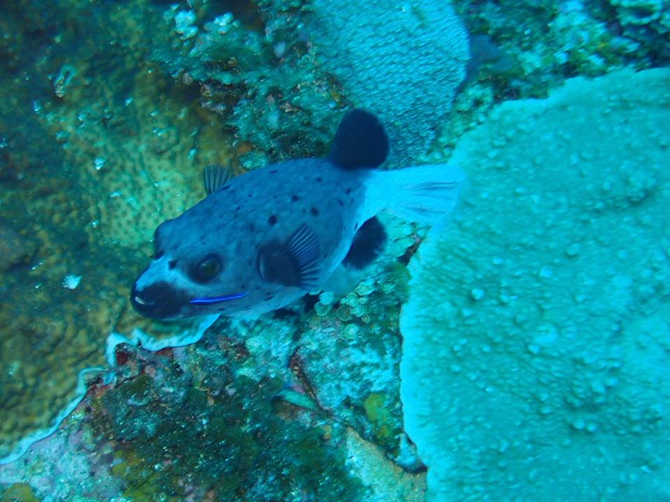 コクテンフグのひげ