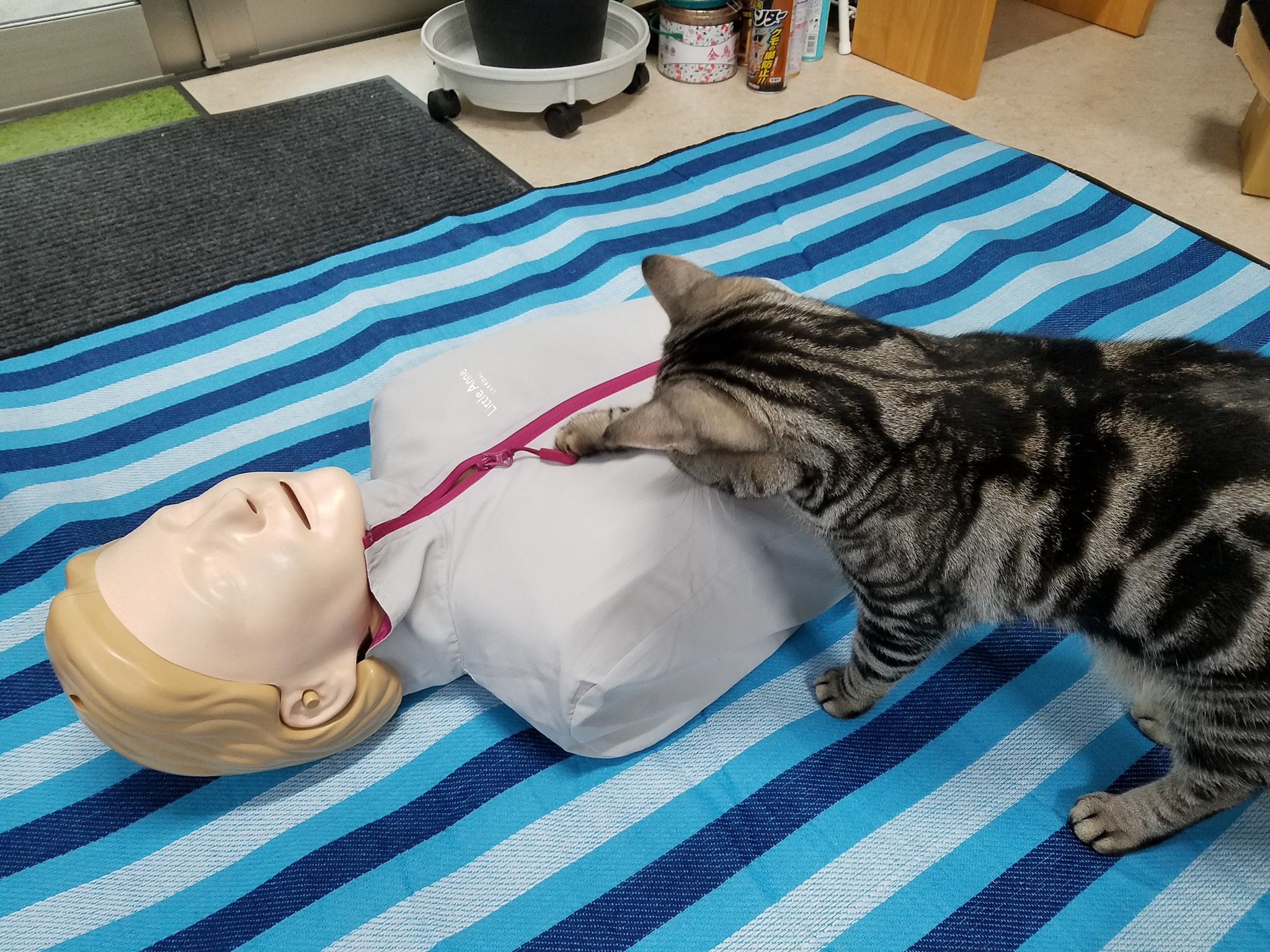 大丈夫ですか?トト