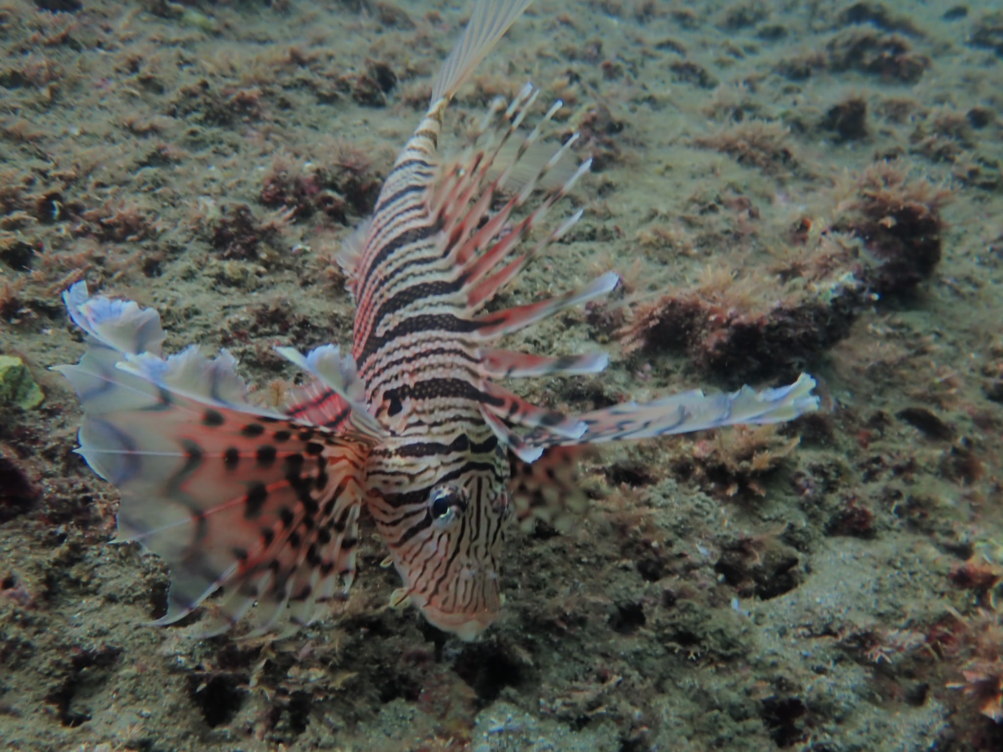 44628847_1404387439692773_4184690600471166976_o