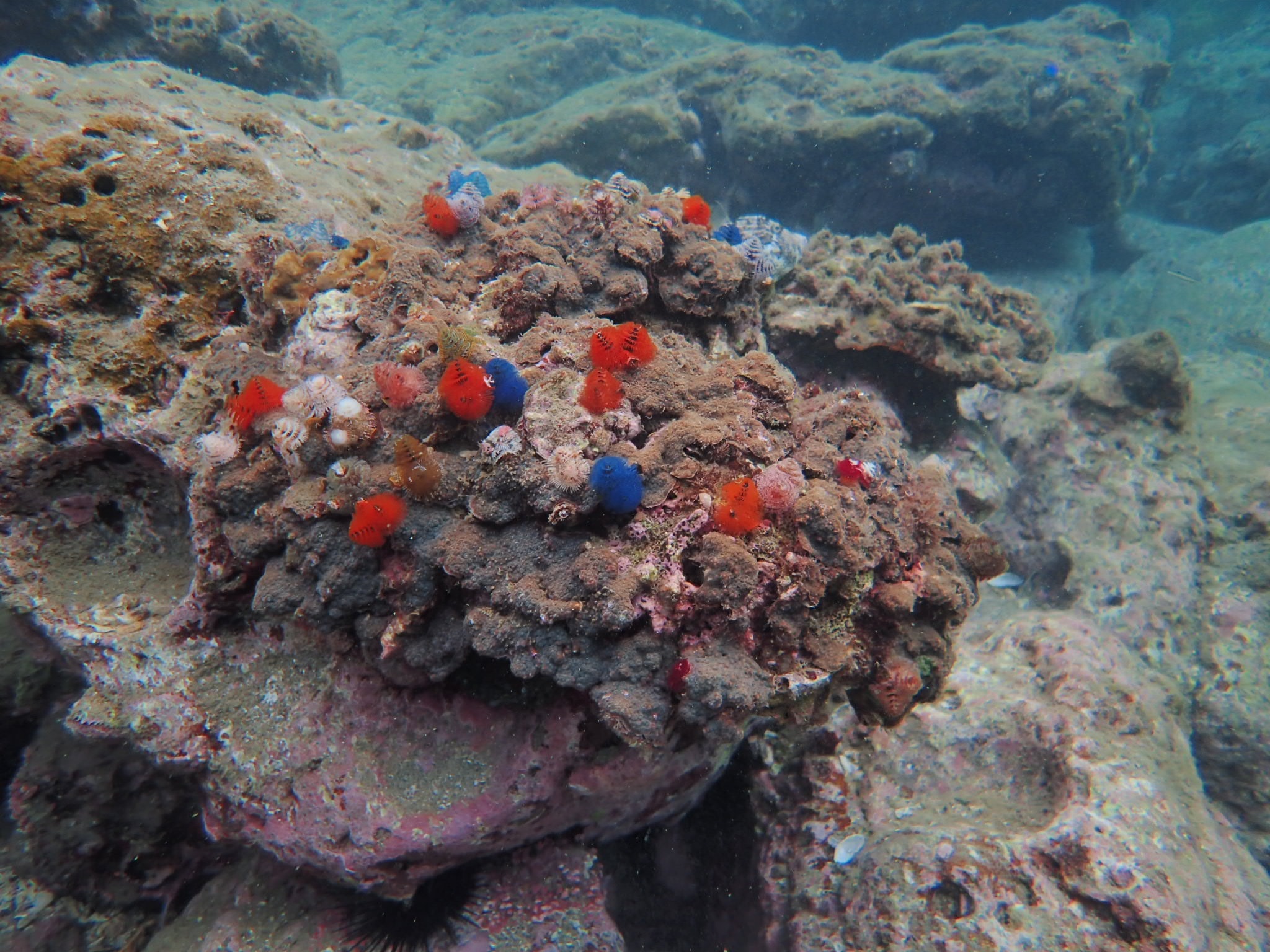 44628868_1404387229692794_6577421777335484416_o