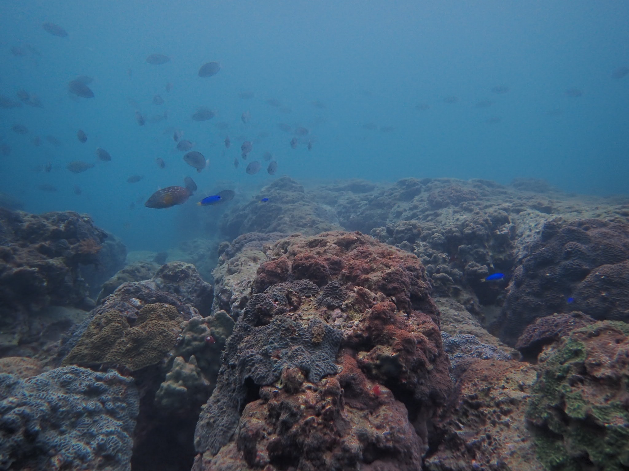 44674162_1404387176359466_3006891618788704256_o