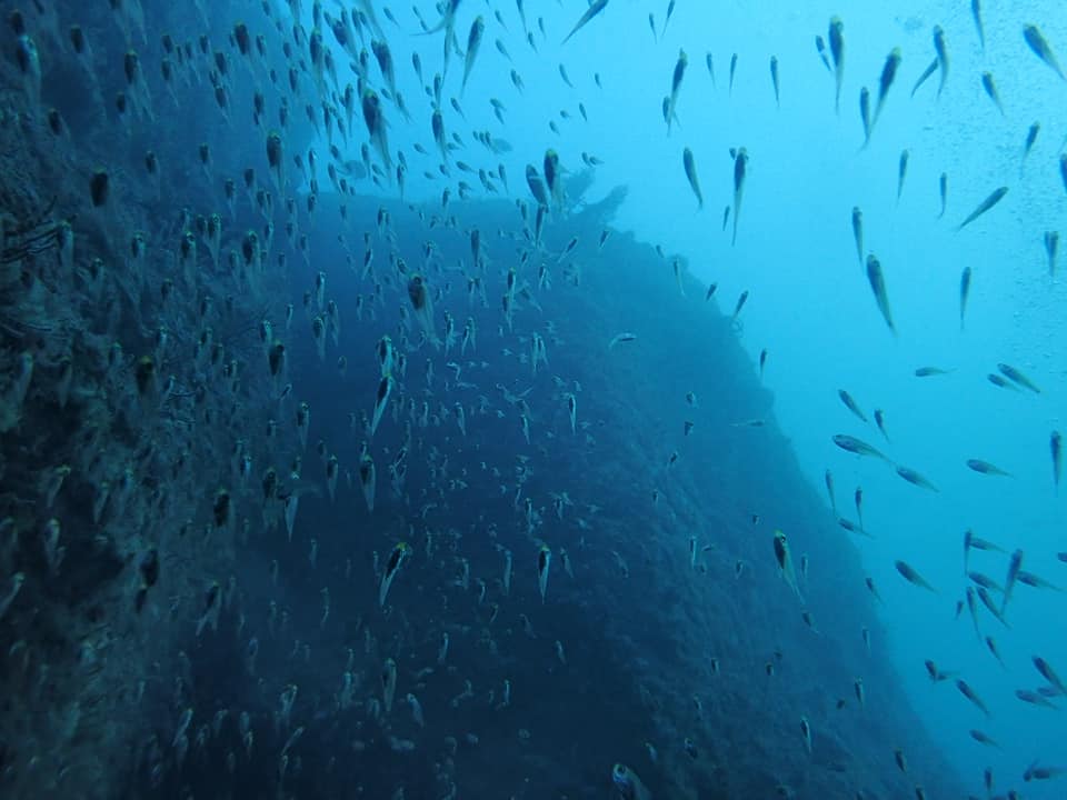 46505739_1425840907547426_263565225079341056_n