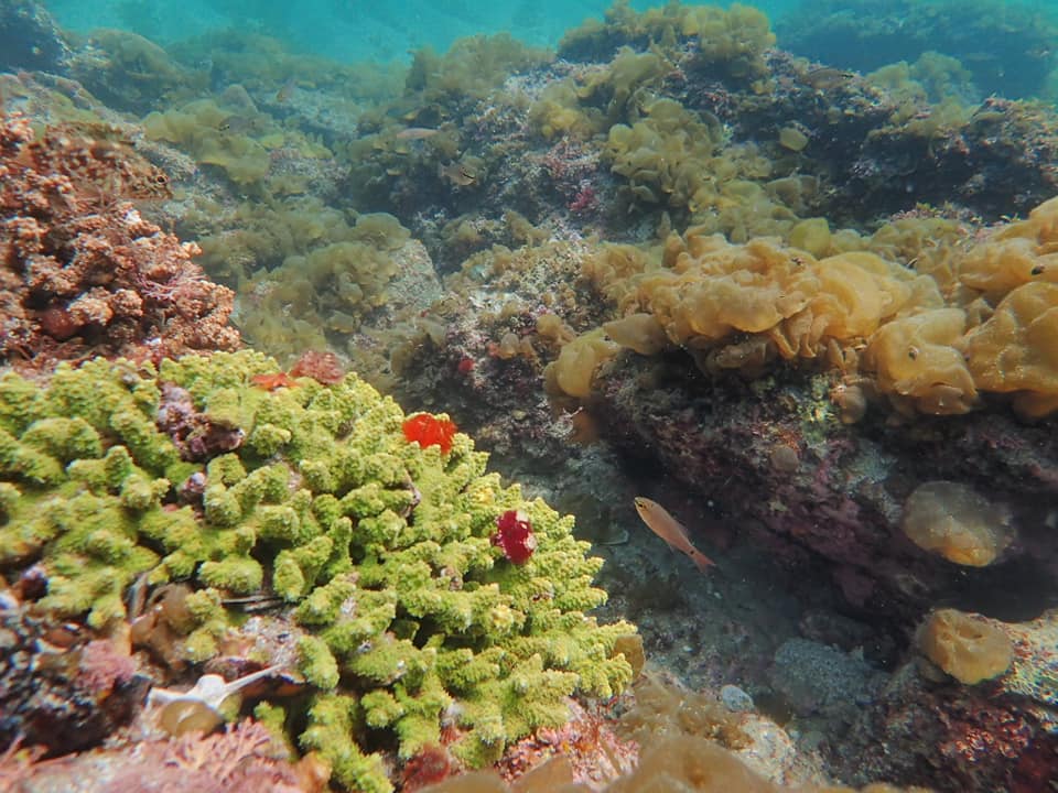 57333558_1526758570788992_3200601691879636992_n