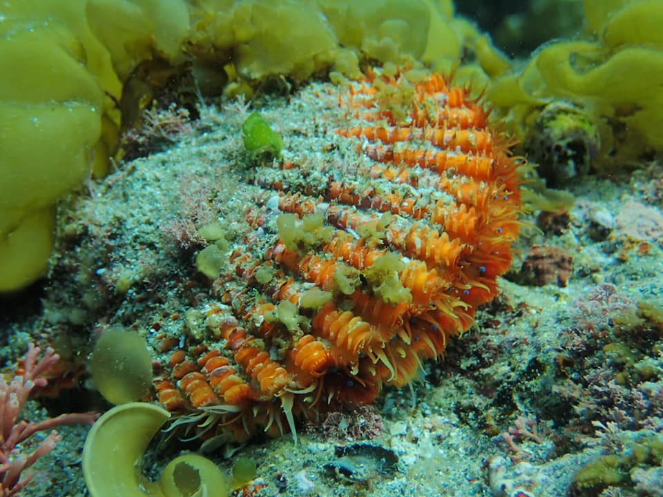 57533070_1526758520788997_8743753086155096064_n