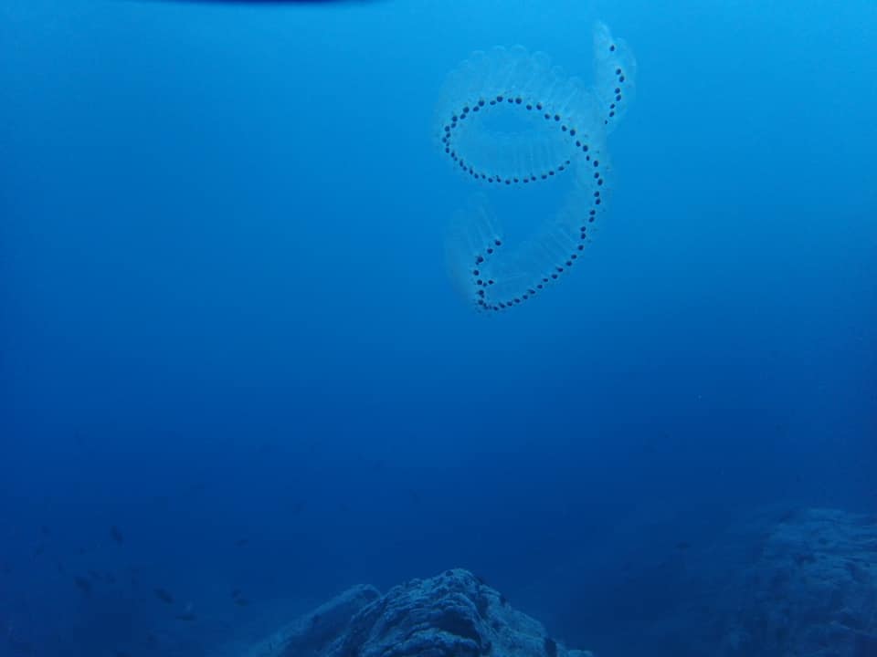 66451333_1599213763543472_4407563849394290688_n