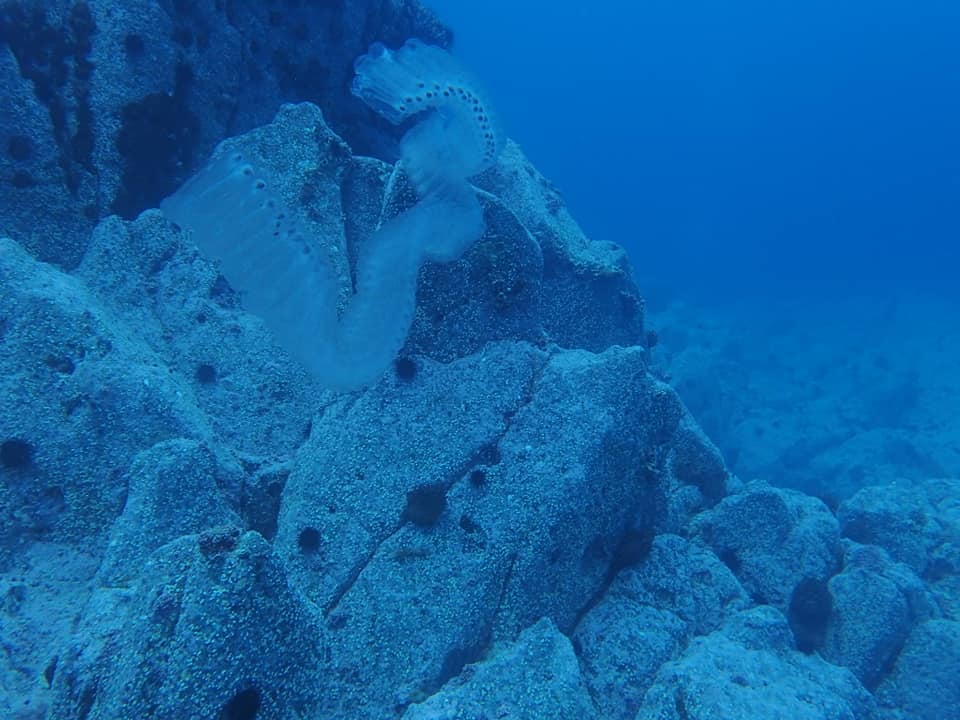 66648787_1600156686782513_1919883422495408128_n