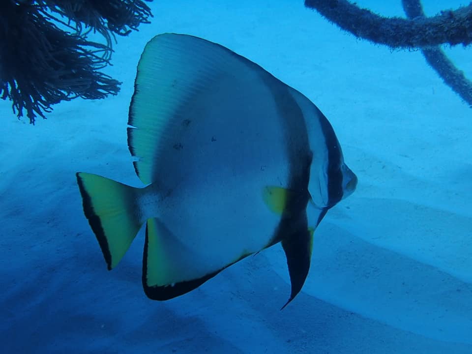 67896136_1623850074413174_2547709986499198976_n