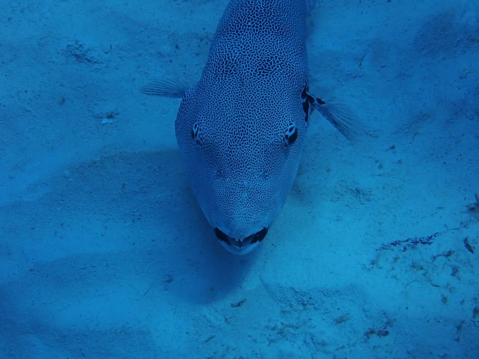 67898680_1624747450990103_258391876841766912_n