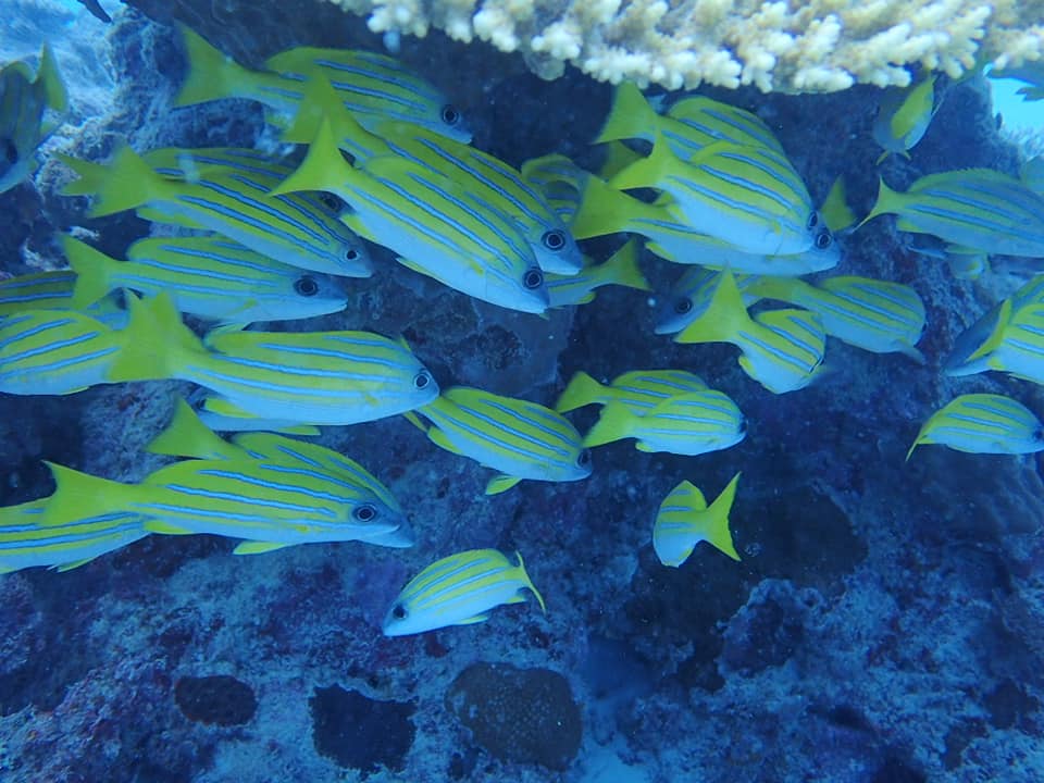 67979458_1623850127746502_8871246527457132544_n