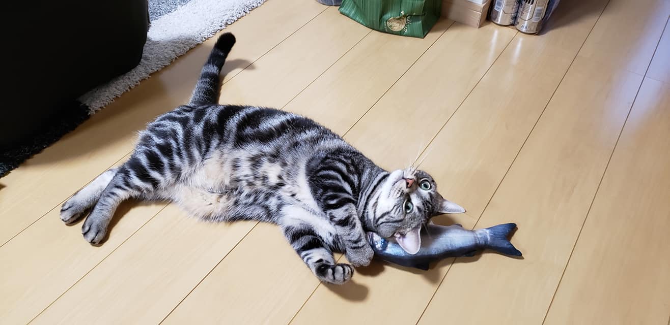 68246004_1617316295066552_173434112307101696_o