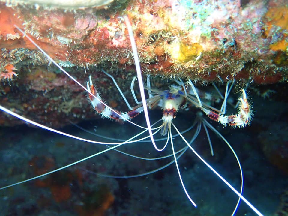 68290662_1627044120760436_28596227264217088_n