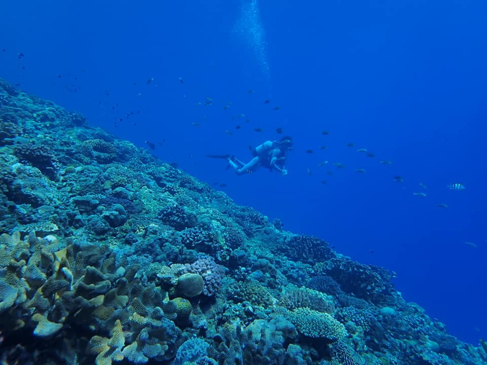 68295538_1627044067427108_3191724127622791168_n