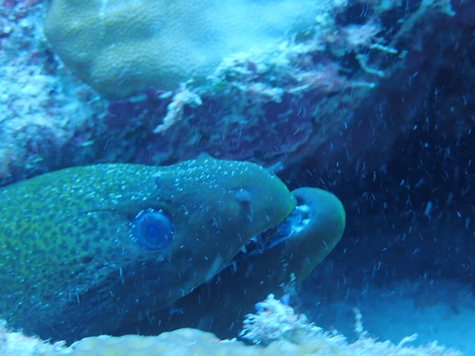 68302422_1624747167656798_5811017603899981824_n