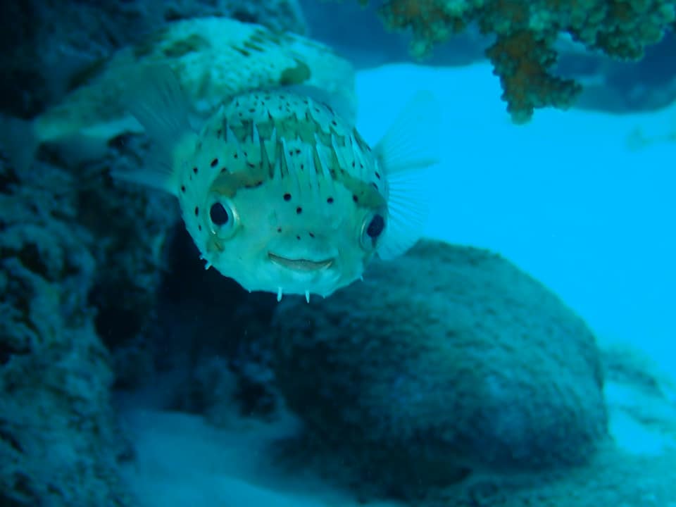 68383752_1625426947588820_4166564683135844352_n