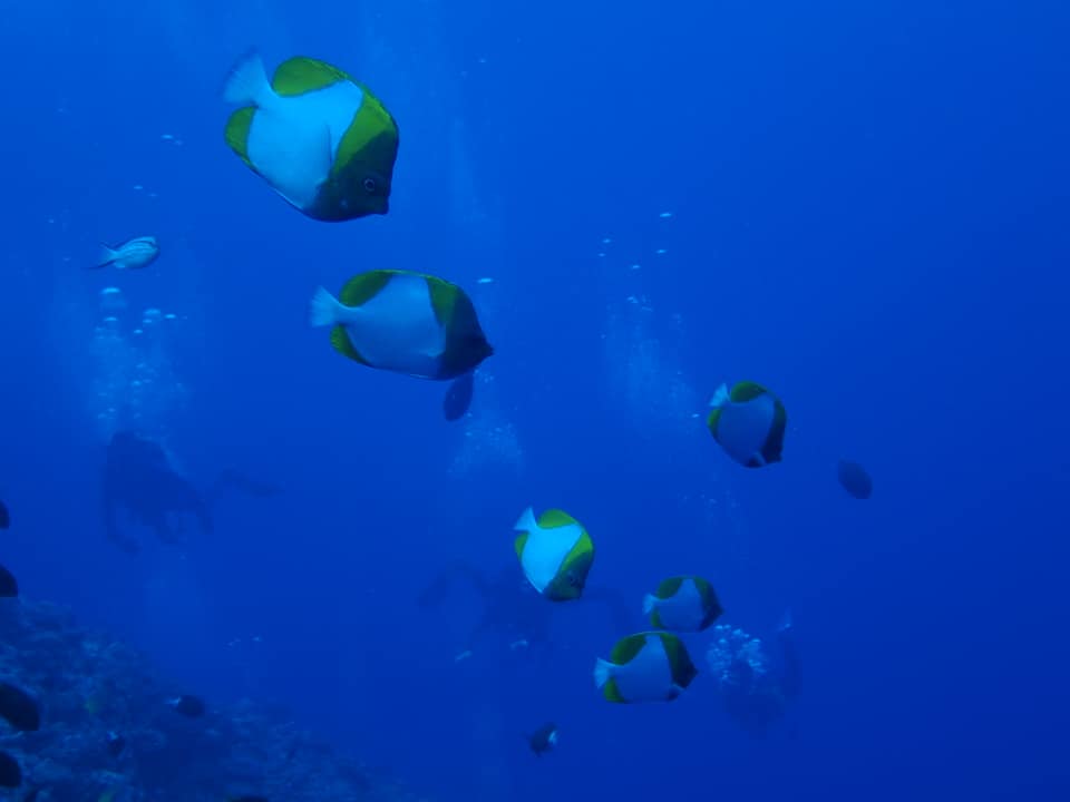 68477549_1623111291153719_7230906664944140288_n