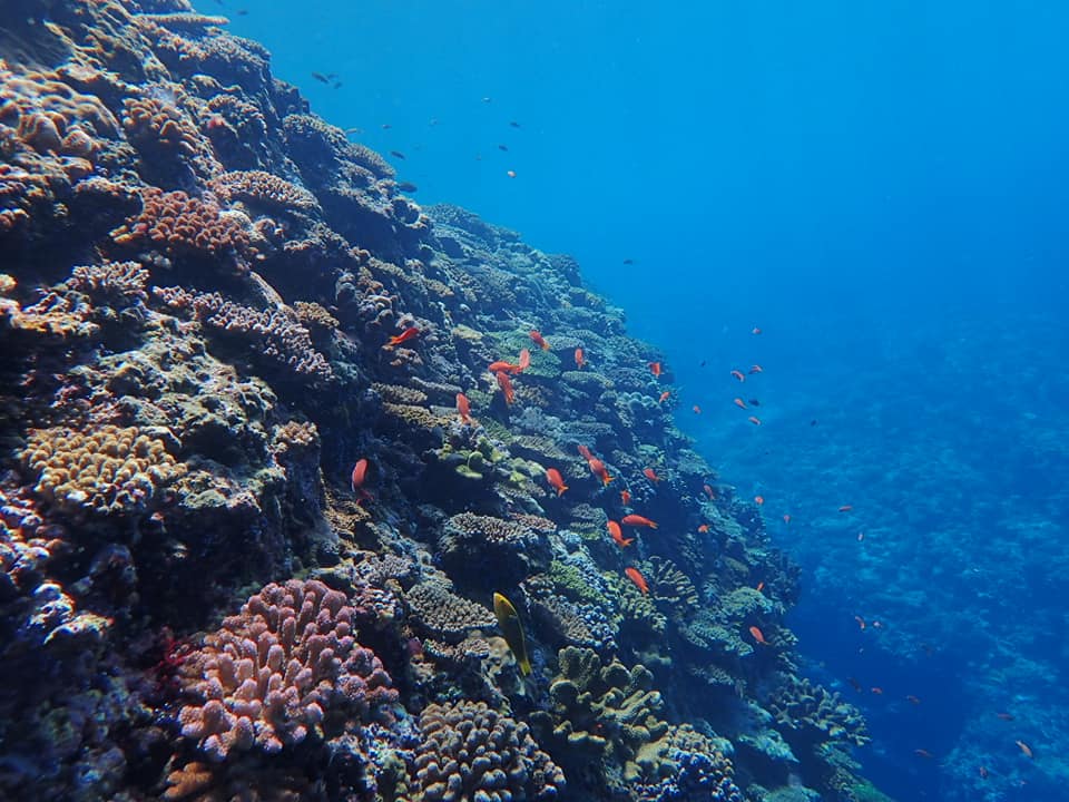 68538822_1630314187100096_2419183072986529792_n