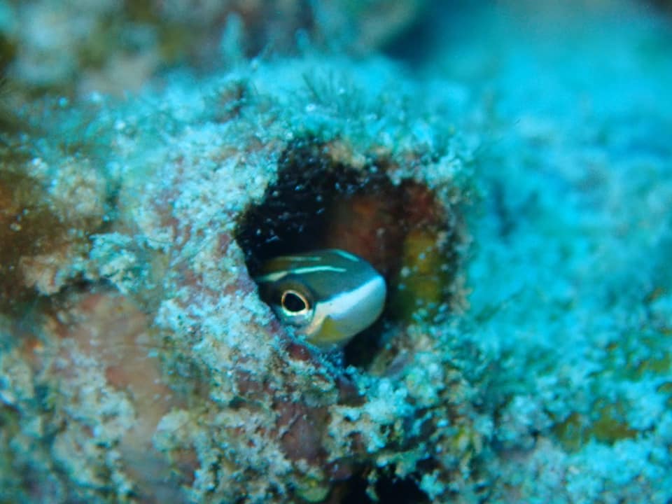 68542636_1625427044255477_3874873727279693824_n