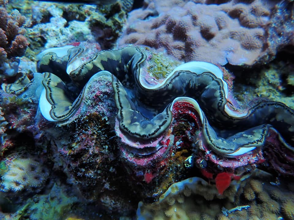 68554080_1630314270433421_5414699561086091264_n