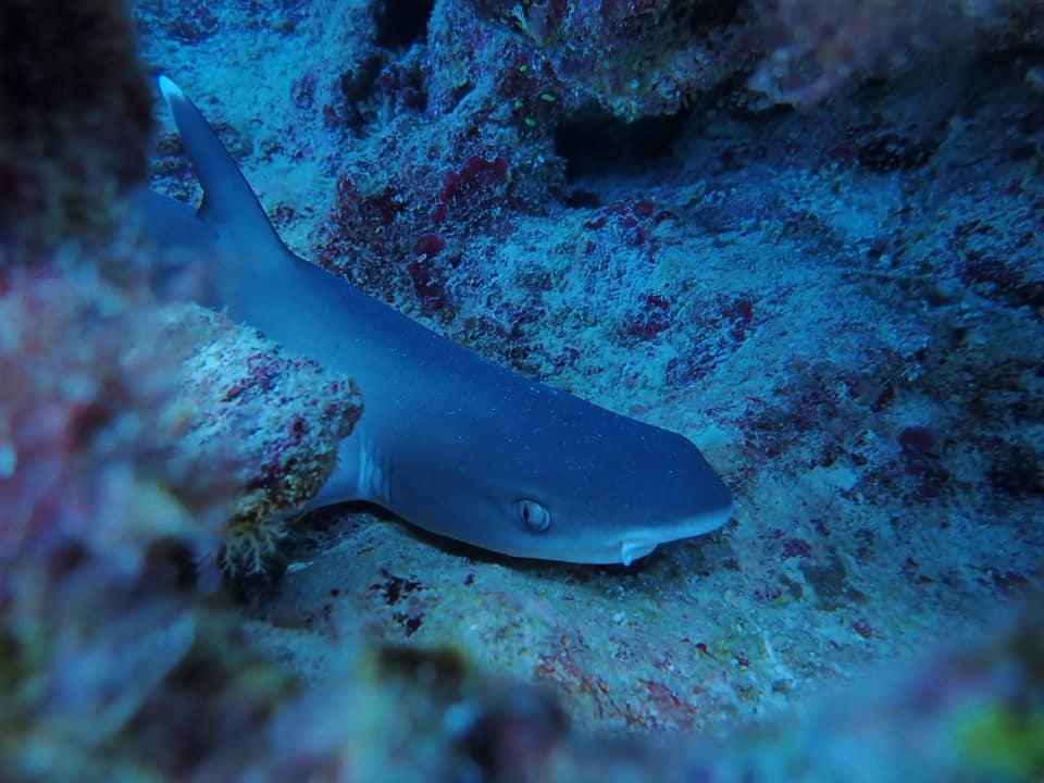 68564278_1629264290538419_9073557594680852480_n