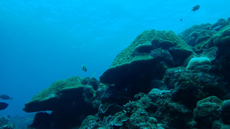 68629967_1629264430538405_6165458031950692352_n