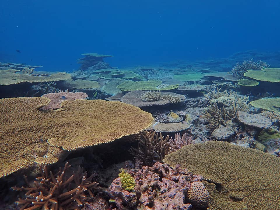 68723782_1629264393871742_4863174684528607232_n