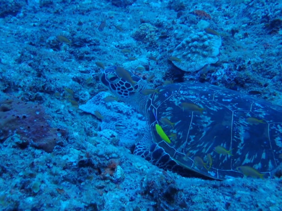 68794659_1627839717347543_2964830312569241600_n