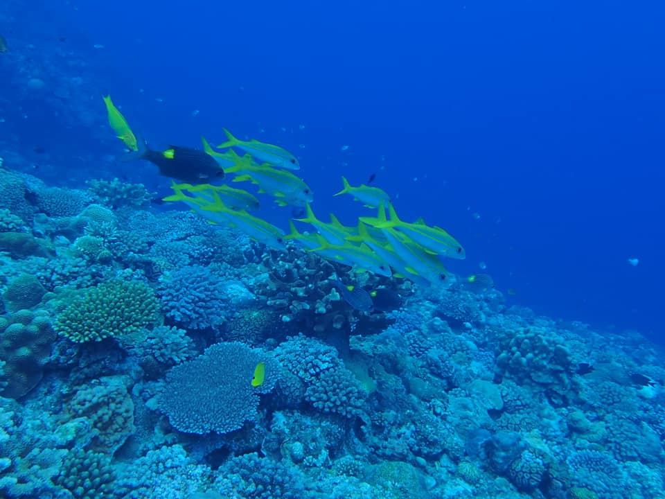 68826360_1626233570841491_2160150911010209792_n