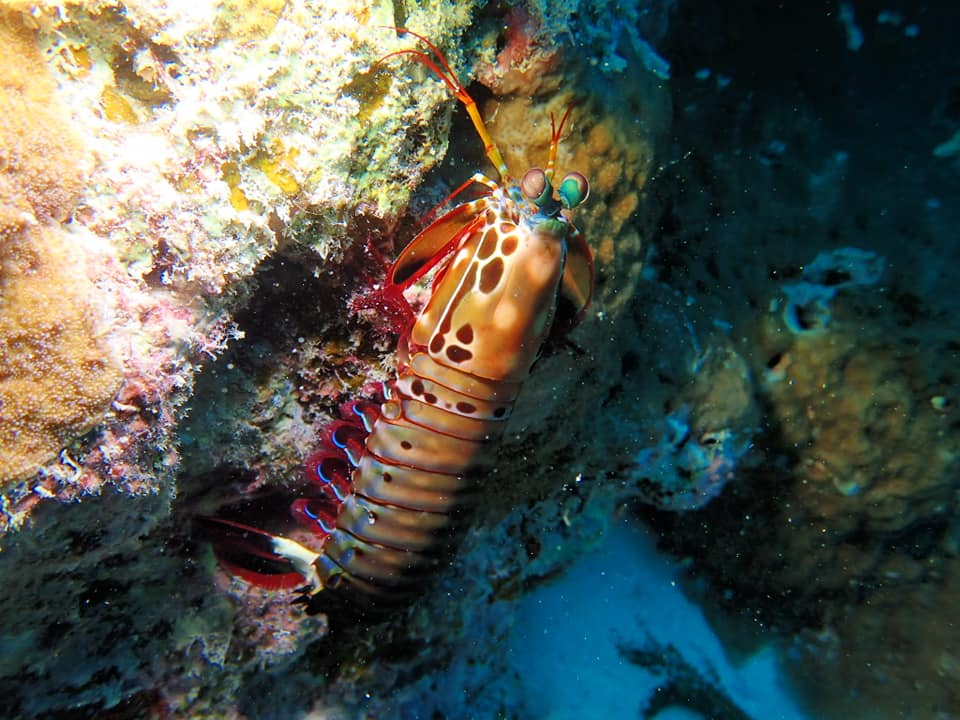 68916242_1623850177746497_5470088631861379072_n