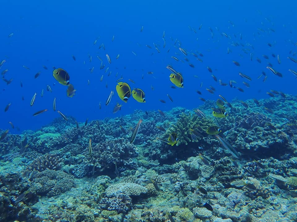 68940886_1627839840680864_4893864497896226816_n