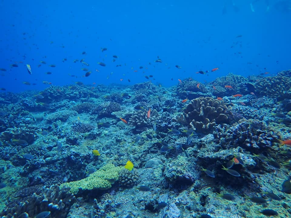 69090856_1627840084014173_6133252473084706816_n