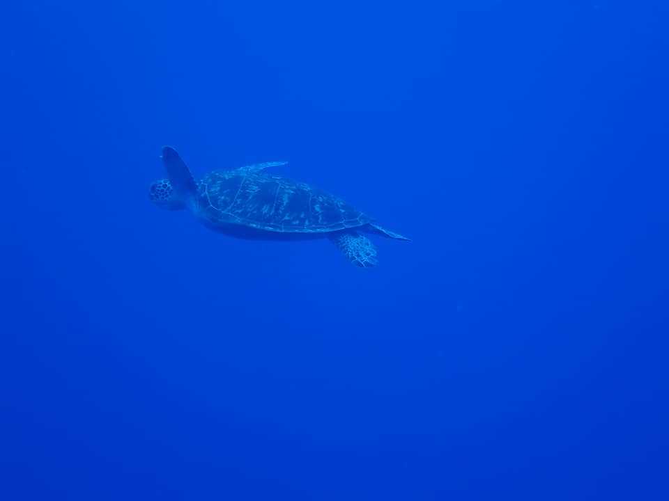 69367114_1627839754014206_9210628817347936256_n