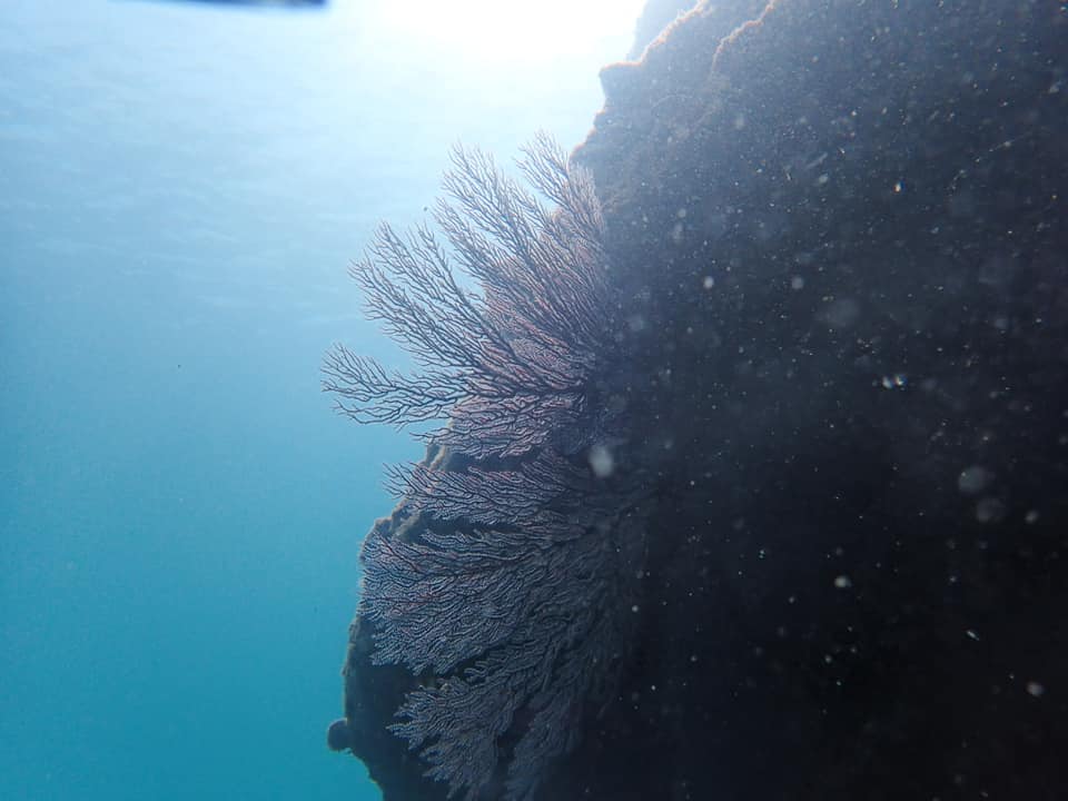 70337671_1650895281708653_1809500563964952576_n