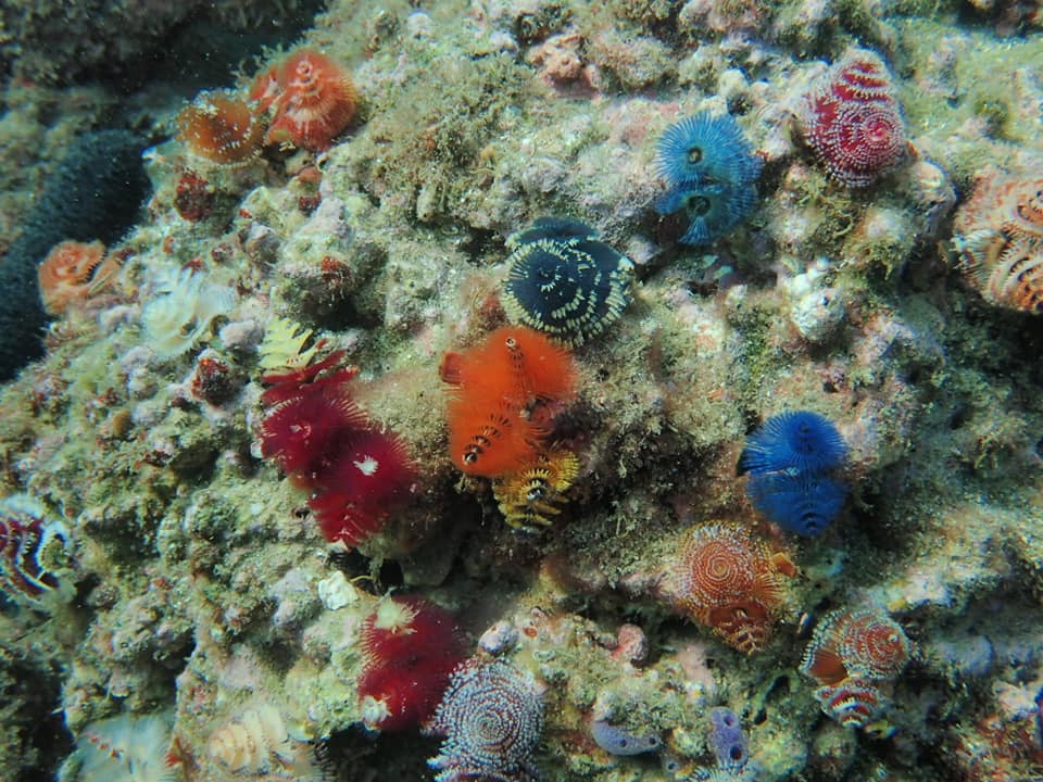 70411262_1650895311708650_8808988463945744384_n