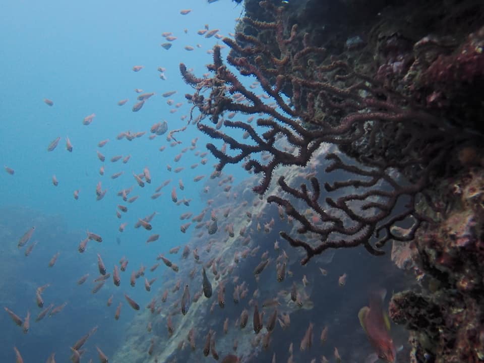 73268063_1700860933378754_7871225605184815104_n